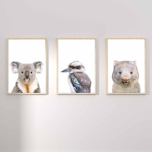 A set of 3 framed oak frames displaying kids nursery wall prints of Australian wombat, kookaburra and koala 
