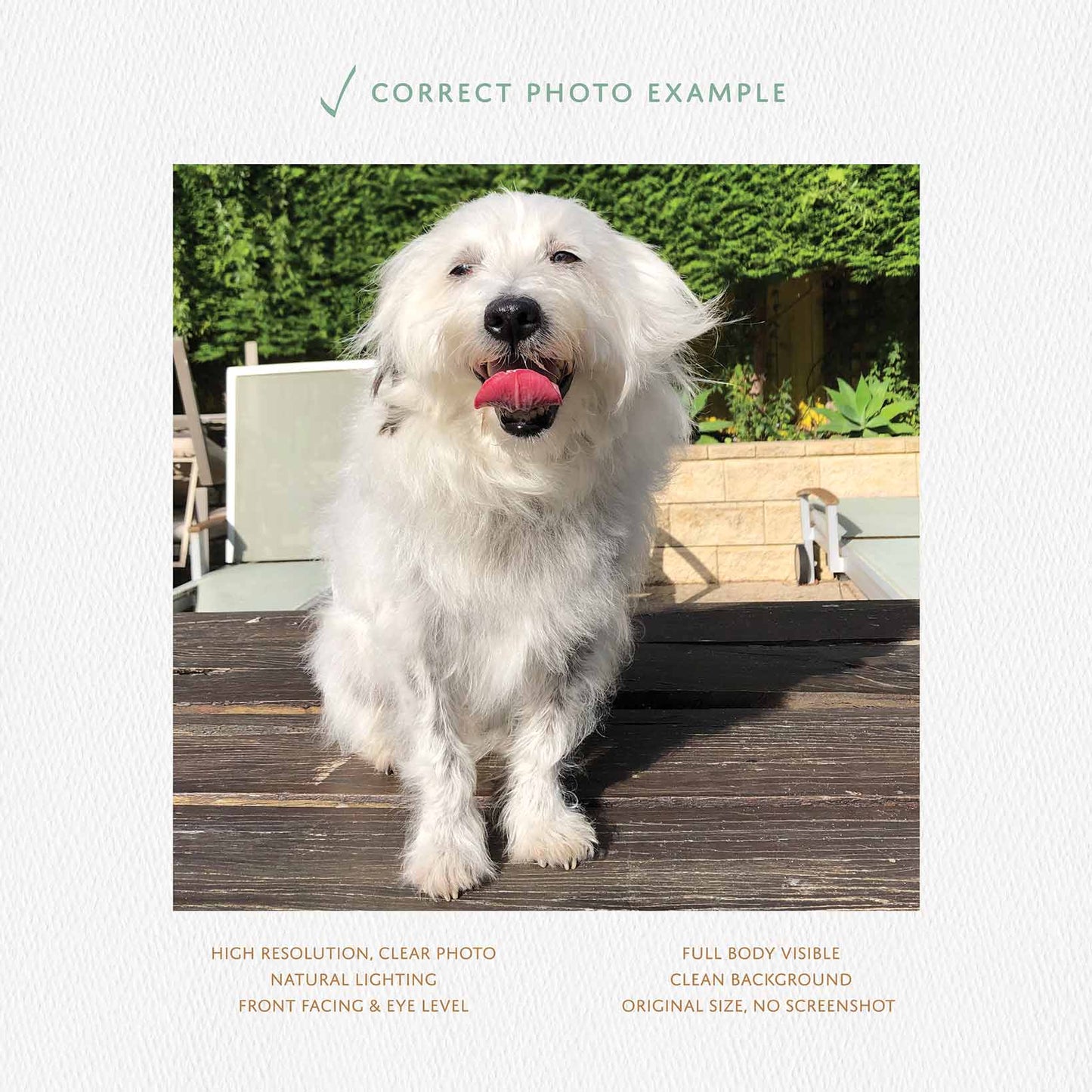 correct photo example of a pet portrait guideline
