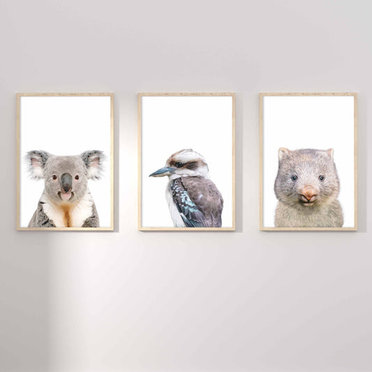 A set of 3 framed oak frames displaying kids nursery wall prints of Australian wombat, kookaburra and koala